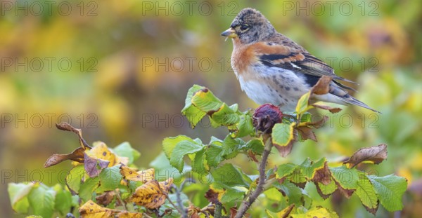 Brambling (Fringilla montifringilla), spring, foraging, Battenberg, Heligoland,