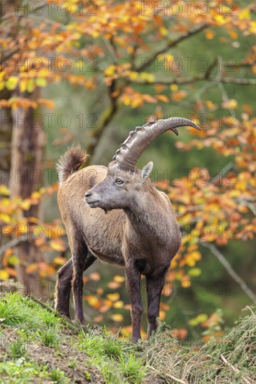 A male ibex (Capra ibex) standing on a cloudy day on a green meadow on hilly terrain . A forest in
