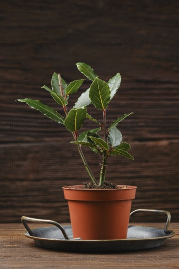 A small bay leaf plant in a terracotta pot, sitting on a circular metal tray. The rustic wooden