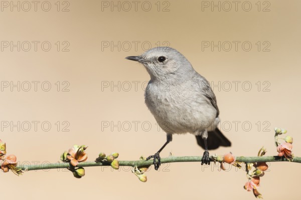 Blackstart (Oenanthe melanura) perched on a branch, Eilat, Israel
