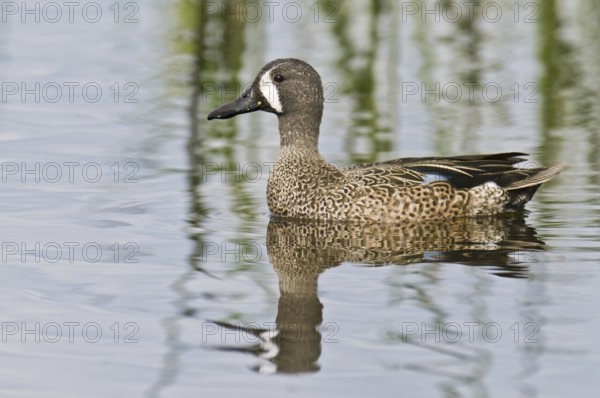 Blue-winged Teal (Spatula discors) male, Florida, USA