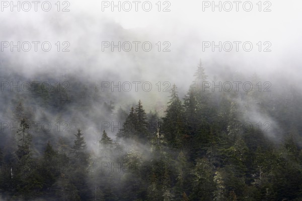 Dense forest on mountain slopes, mystical fog sweeping through the forest, Kenai Fjords National