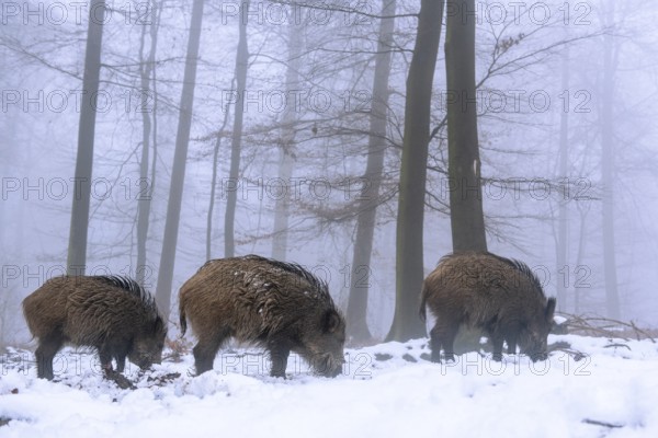 Wild boar (Sus scrofa) in the snow in a wintery forest, Teutoburg Forest, Melle, Lower Saxony,