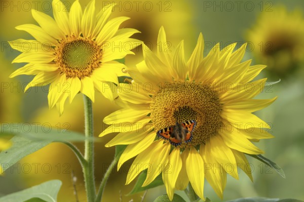 Small tortoiseshell butterfly (Aglais urticae) adult insect feeding on a sunflower flower in