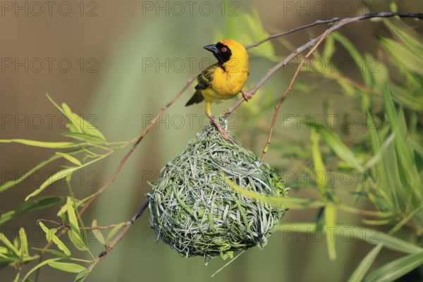 Masked Weaver (Ploceus velatus), adult, male, at the nest, alert, Pilanesberg National Park, North