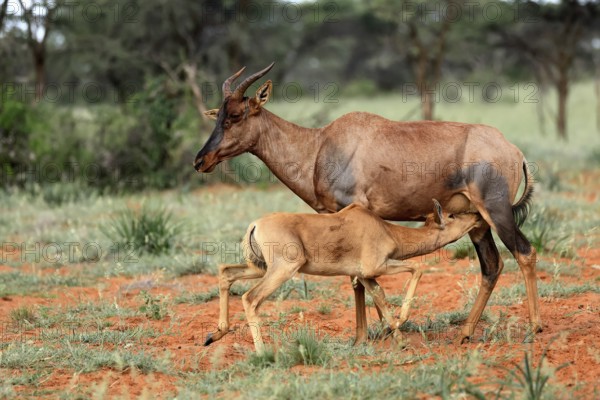 Tsessebe (Damaliscus lunatus), lyrebird, crescent moon antelope, adult, female, juvenile, suckling,