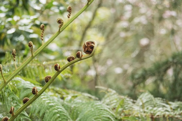 Close-up of vibrant fern fronds unrolling against a lush forest backdrop. The natural details