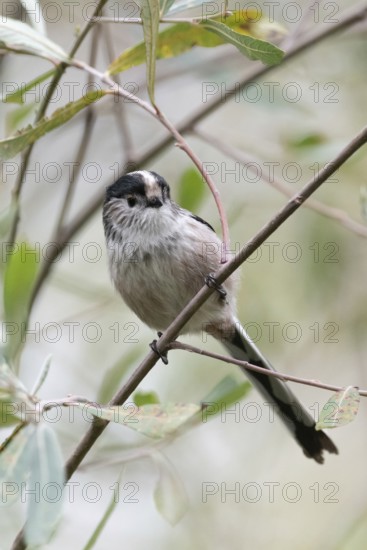 A charming Long-tailed Tit, Aegithalos caudatus, perches gracefully on a delicate branch among lush