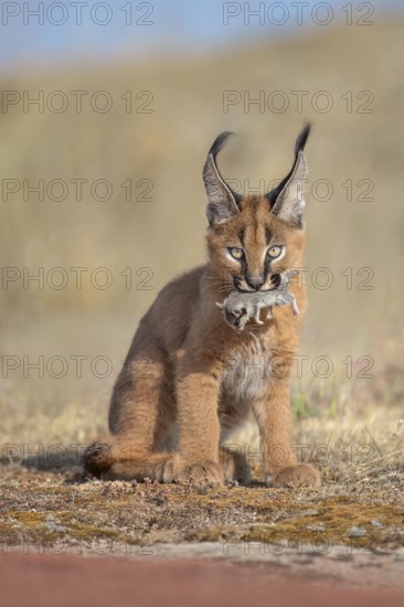 Caracal (Caracal caracal) cub carrying Garden Dormouse (Eliomys quercinus) in jaws, Castile-La