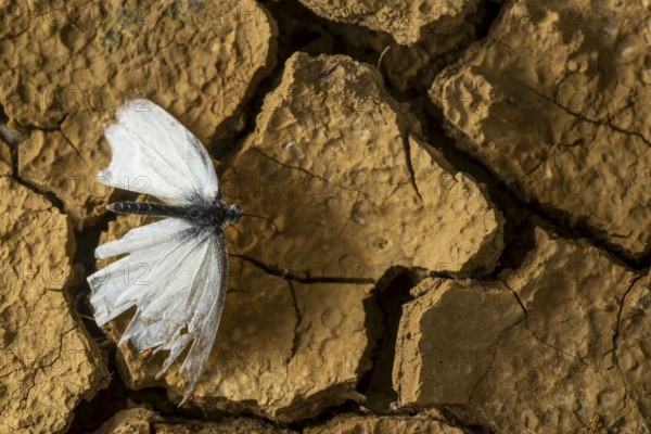 A delicate cabbage butterfly with tattered wings rests on cracked, dry earth, symbolizing