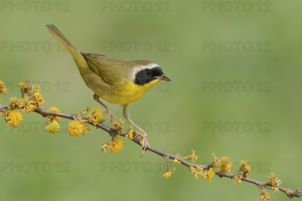 Common Yellowthroat (Geothlypis trichas) male perched on a branch, Texas, USA