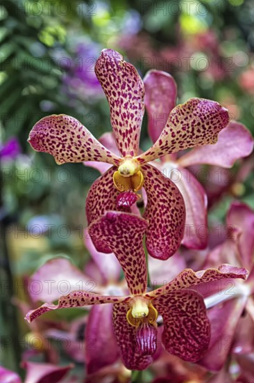 Orchid flowers with purple dots in the botanical garden in Singapore