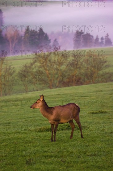 A female Altai maral, Altai wapiti or Altai elk (Cervus canadensis sibiricus) stands on a meadow in