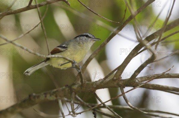 Rufous-winged Antwren (Herpsilochmus rufimarginatus) male perched on a branch, Atlantic rainforest,