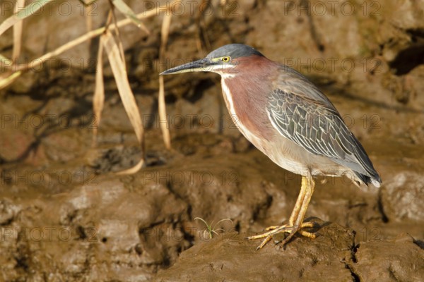 Green Heron (Butorides s. virescens) in a wetland area in Costa Rica