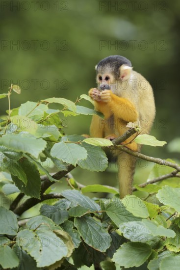 Black-capped squirrel monkey or black-capped squirrel monkey (Saimiri boliviensis), juvenile,