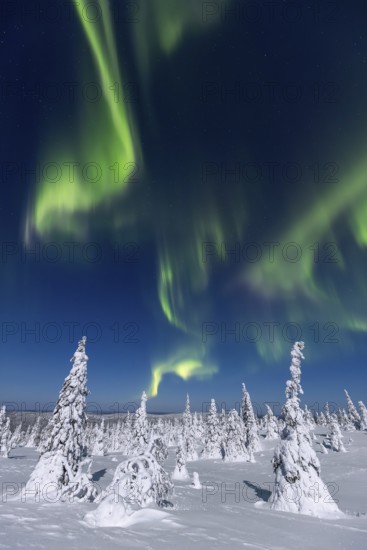 Northern lights, Aurora borealis over snow covered spruce trees on the taiga in winter at night,