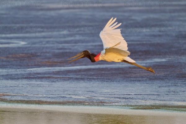 A large bird flies over water in the soft morning light, Jabiru (Jabiru mycteria), Pantanal, Mato