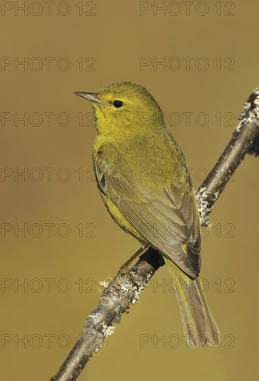 Orange-crowned Warbler (Leiothlypis celata), British Columbia, Canada