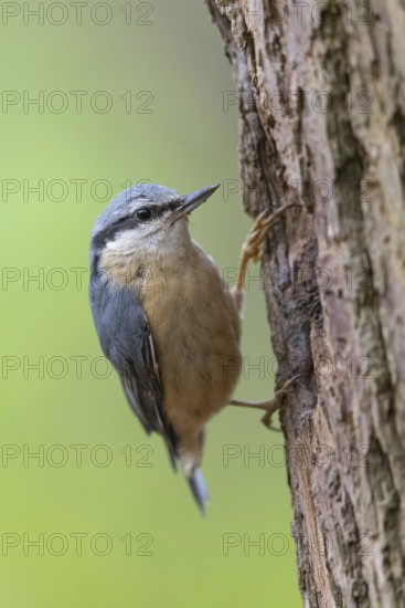 Eurasian nuthatch (Sitta europaea), Sittelle torchepot, Trepador Azul, Neustadt an der Weinstra?e