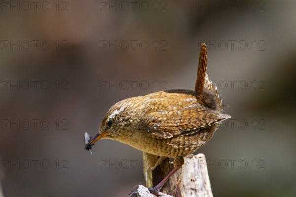 Wren (troglodytes troglodytes) Germany