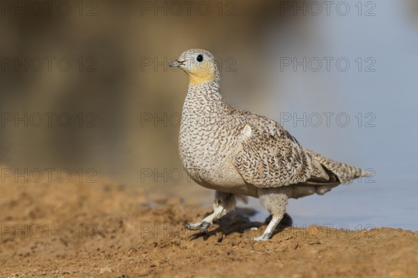 Crowned Sandgrouse (Pterocles coronatus) female, Negev, Israel