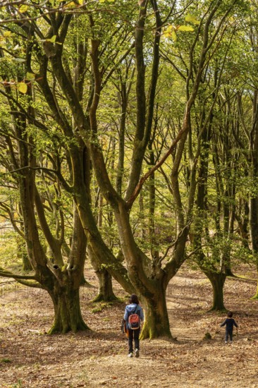 Mother and son in the beech forest on the Urdaburu mountain in Errenteria at sunset, Gipuzkoa.