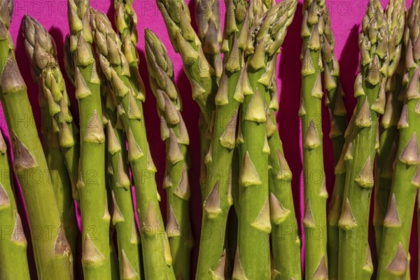 A bundle of fresh green asparagus spears stand out against a vibrant pink background, highlighting