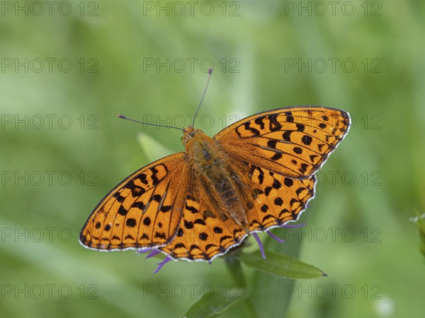 High brown fritillary (Argynnis adippe), High brown fritillary, butterfly, insect, Black Forest,