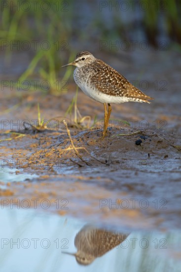 Wood sandpiper (Tringa glareola), Chevalier sylvain, Andarríos Bastardo, Raysut, Salalah, Sohar,