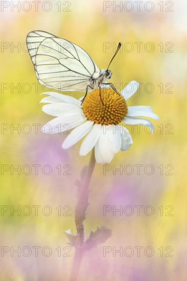 Ein Baumweissling (Aporia crataegi) mit weissen teils transparenten Flügeln und den dunkel