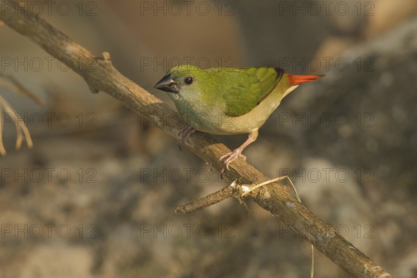 Pin-tailed Parrotfinch (Erythrura prasina) female, Doi Chaing Dao, Thailand