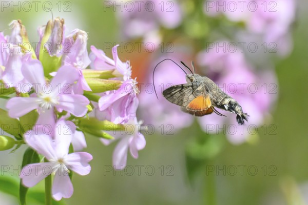 A dove tail (Macroglossum stellatarum) flies near pink flowers of soapwort (Saponaria officinalis)