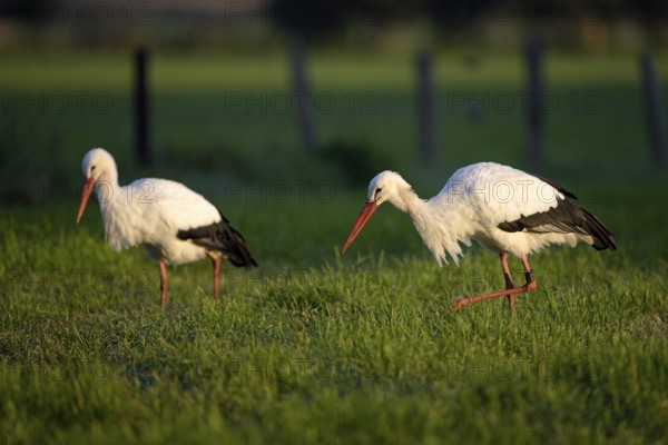 Weissstorch (Ciconia ciconia), White Stork, adultes Paar bei der Nahrungssuche, Oktober, NSG