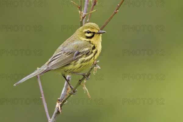 Prairie Warbler (Setophaga discolor) male, Ontario, Canada