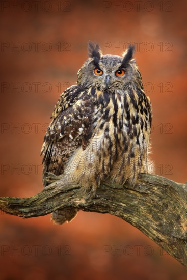 Eagle Owl, Bubo bubo, with open wings in flight, forest habitat in background, orange autumn trees.