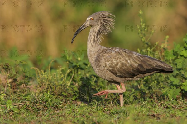 Plumbeous Ibis (Theristicus caerulescens) feeding in a wetland area in the Pantanal region of