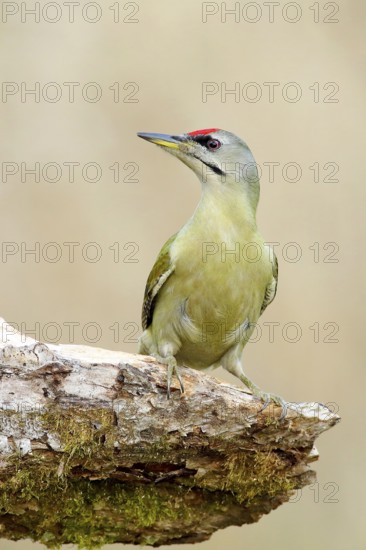 Grey-headed woodpecker (Picus canus), male sitting attentively on a tree root, North