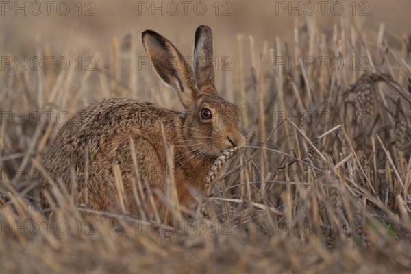 European brown hare (Lepus europaeus) adult animal feeding on a wheat sheath in a farmland stubble