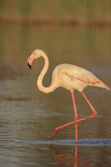 Greater flamingo (Phoenicopterus roseus), Camargue, Provence, southern France