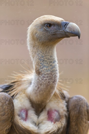 Gänsegeier, Eurasian Griffon Vulture, Griffon Vulture, Eurasian Griffon, Gyps fulvus, Vautour