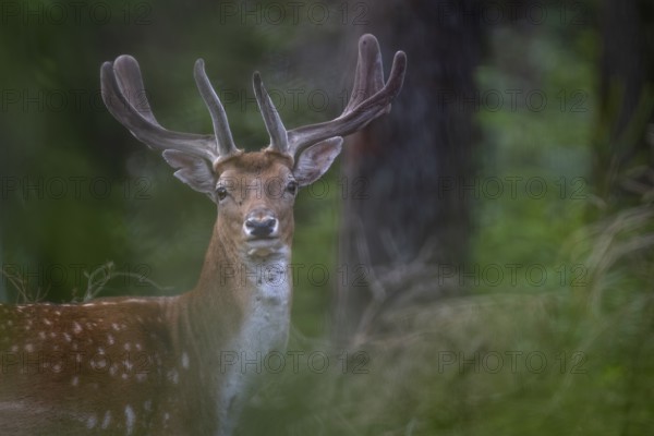 I like the portrait of the fallow deer (Dama dama) from a photographic point of view, the history