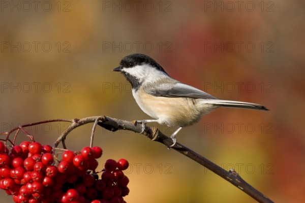 Black-capped Chickadee Poecile atricapilla Minneapolis, Minnesota, United States 1 November Adult