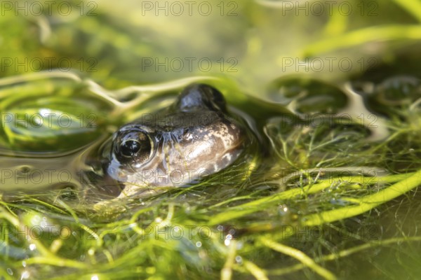 Common frog (Rana temporaria) adult amphibian in a garden pond amongst pond weed in summer,