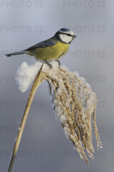 Eurasian Blue Tit (Cyanistes caeruleus), Lower Saxony, Germany