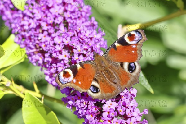 Peacock butterfly (Inachis io) sucking nectar on butterfly bush (Buddleja davidii), in a natural