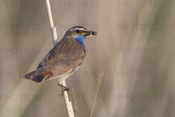 Bluethroat (Luscinia svecica cyanecula) male with insect prey in beak to feed chicks,