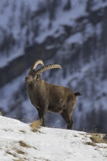 Alpine ibex (Capra ibex) male with large horns foraging on mountain slope in the snow in winter,