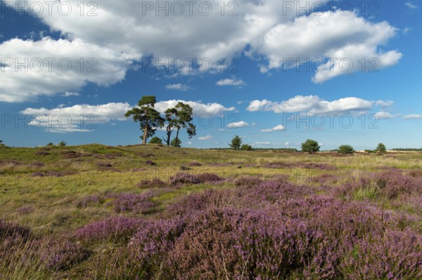 Flowering heather (Calluna vulgaris), heathland in De Hoge Veluwe National Park, Hoenderloo,