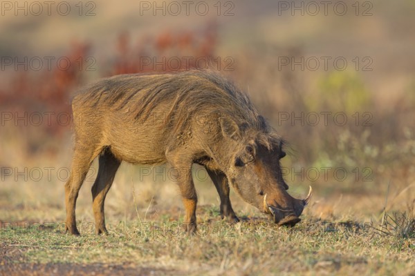 Warthog, (Phacochoerus africanus), animals, mammals, biotope, habitat, Africa, Addo Elephant